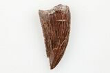 Serrated, Raptor Tooth - Real Dinosaur Tooth #203496-1
